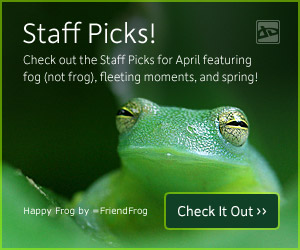 Staff Picks: Check out the Staff Picks for April featuring fog (not frog), fleeting moments, and  spring!