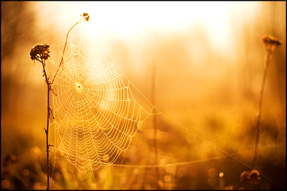 Spider-web by mjagiellicz